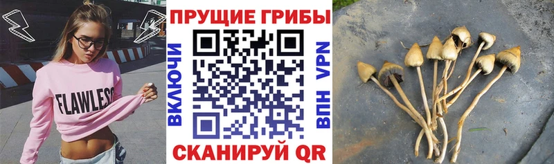 Галлюциногенные грибы MAGIC MUSHROOMS  blacksprut ссылка  Долгопрудный 